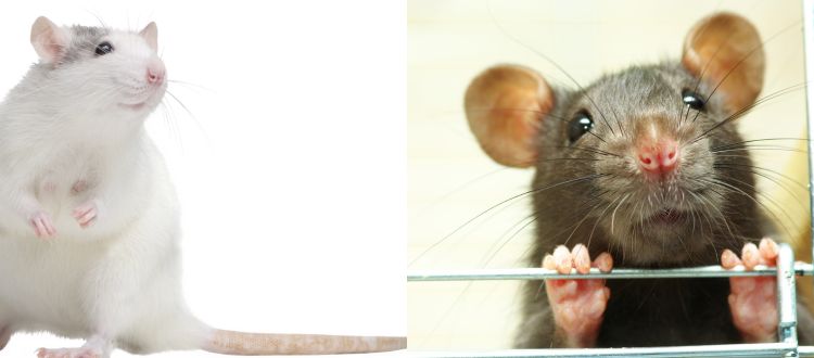 rats
