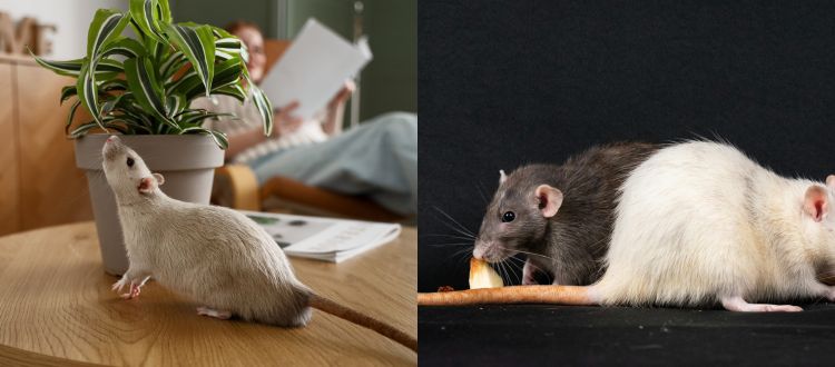 rats