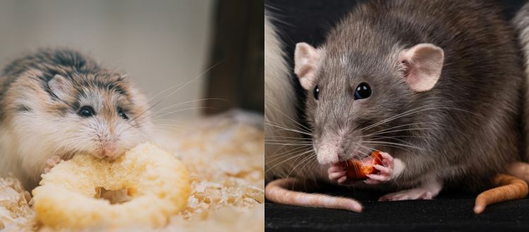 rats