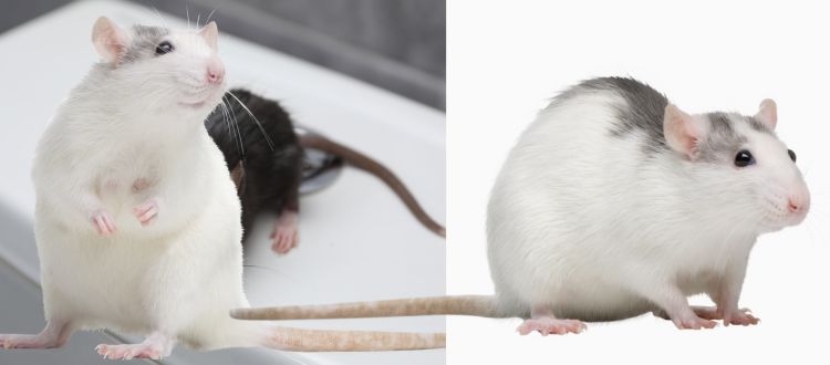 rats Control