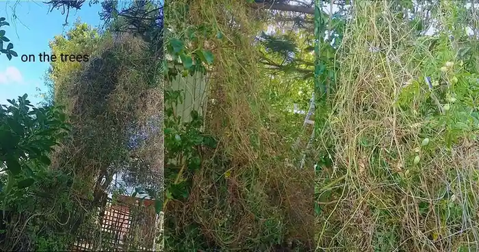 Removal of Blue Passion Flower Vine