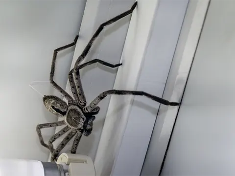 spider control auckland