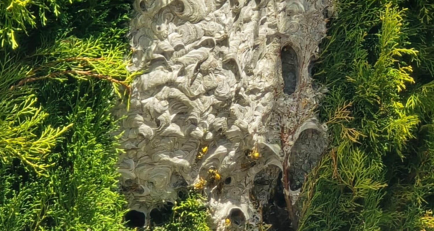 Wasp nest Removal Auckland