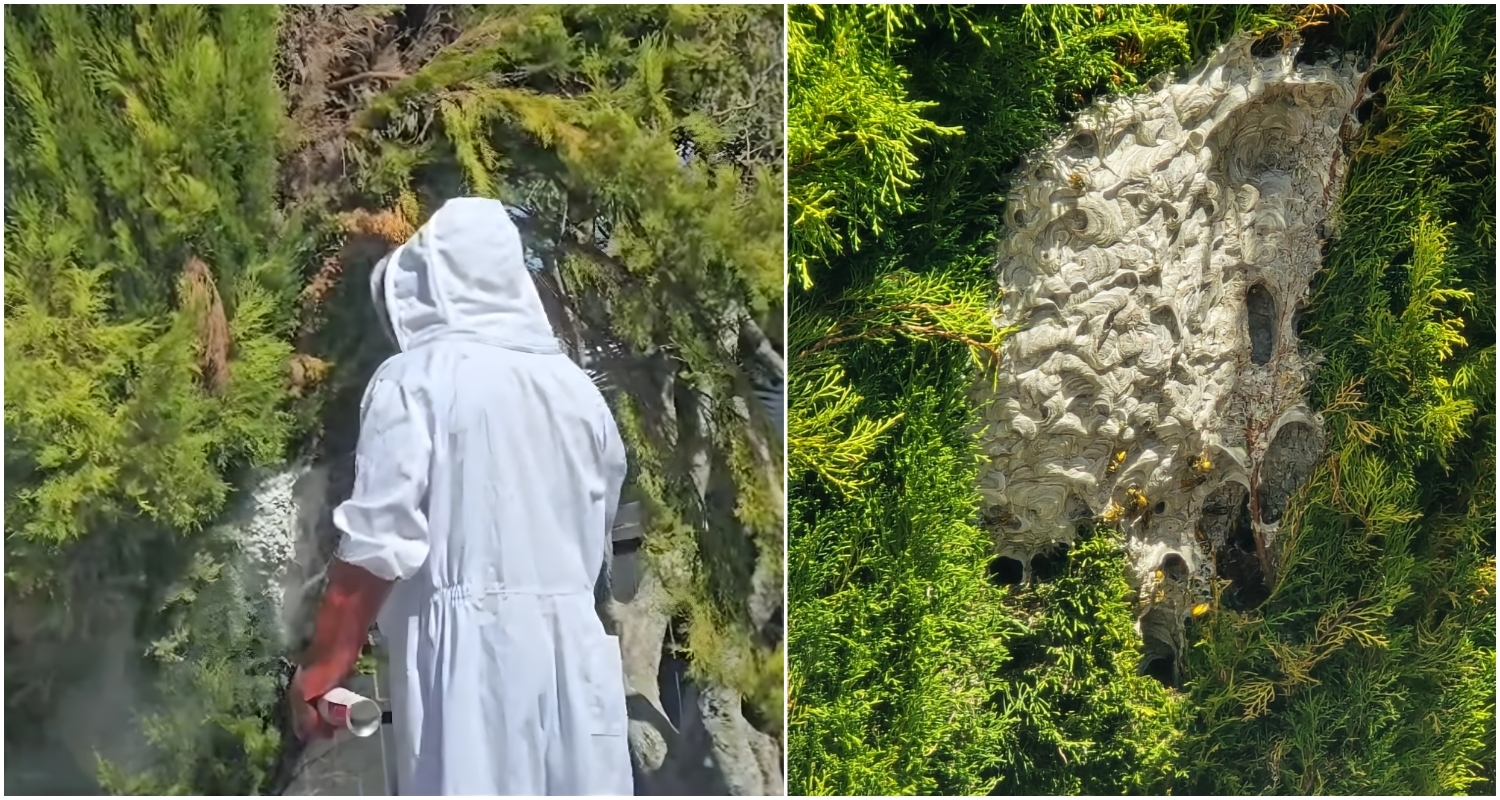 Wasp Nest Removal Near me