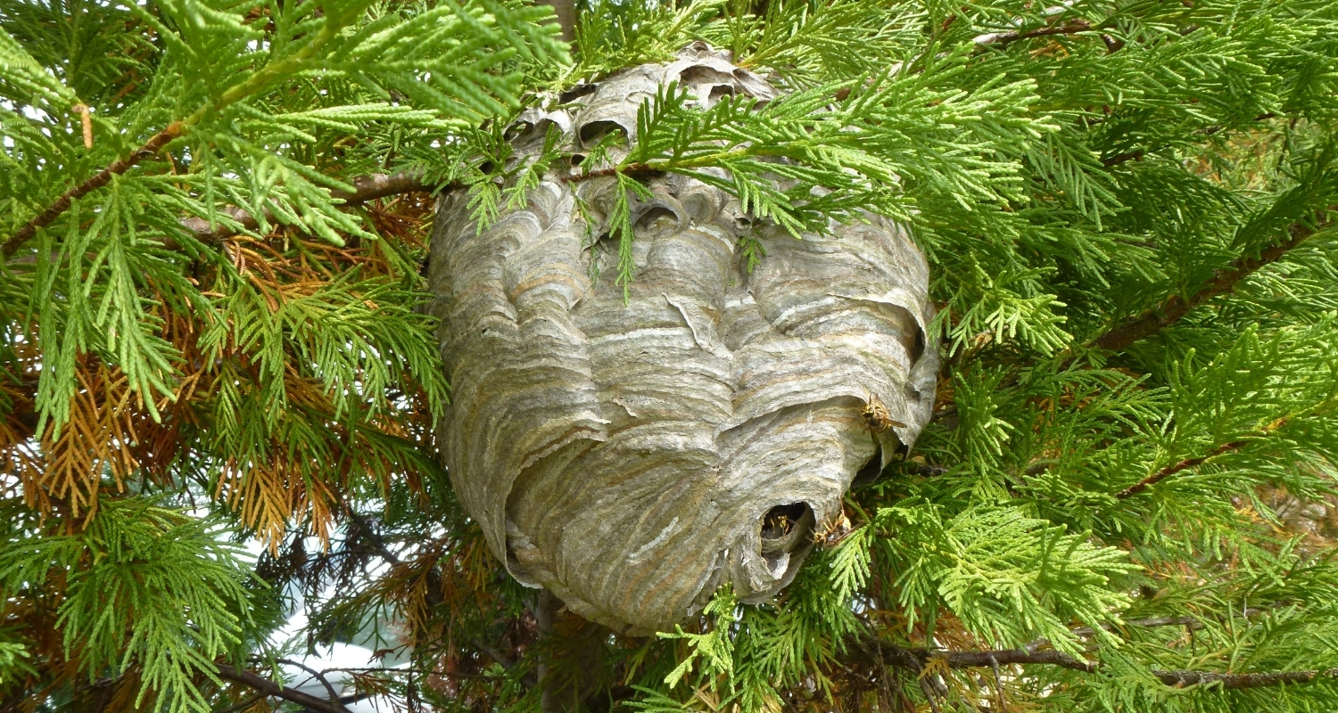 Wasp nest Removal near me