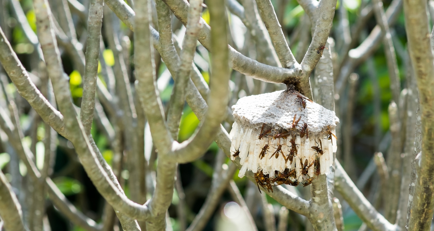Wasp removal auckland