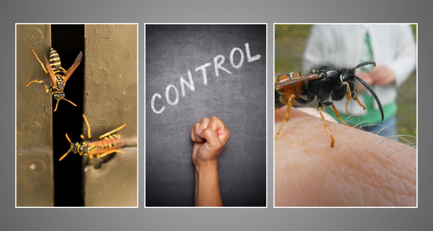 Wasp treatment Auckland