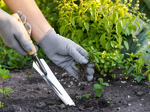 weed removal auckland